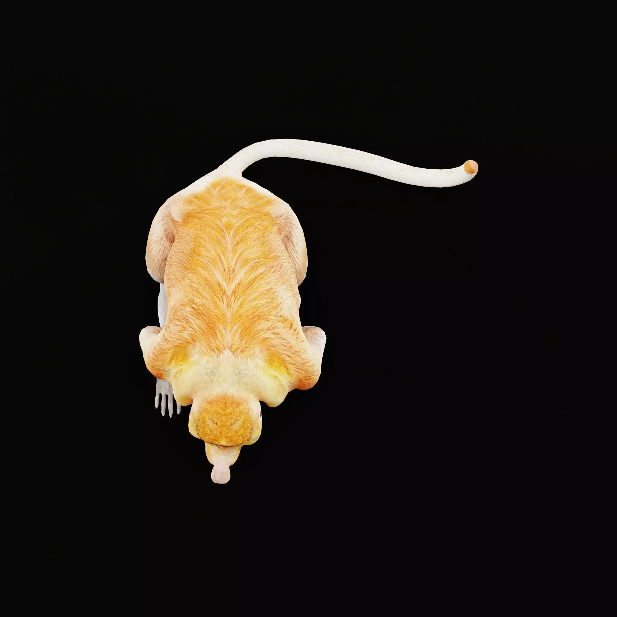 Proboscis Long Nosed Monkey Male Low-poly 3D model_59