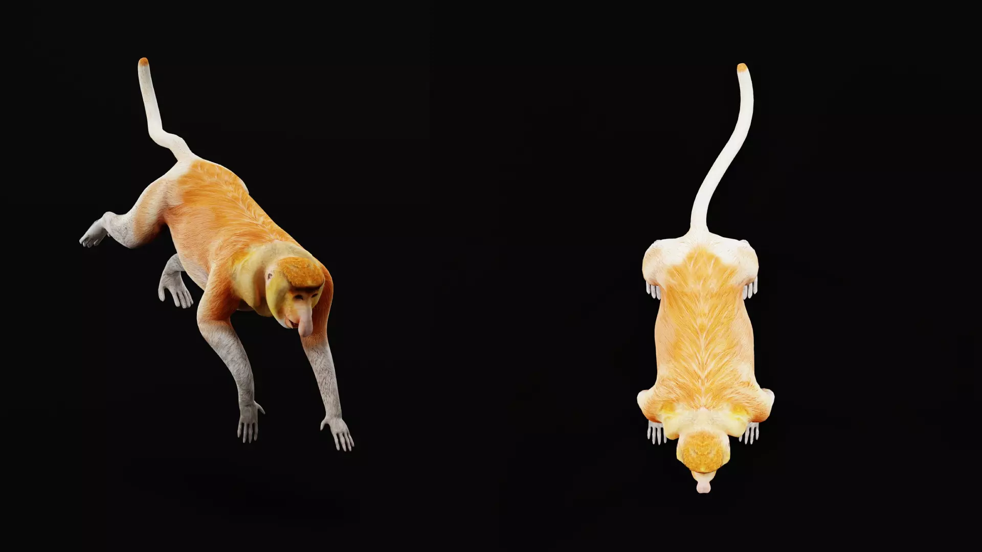 Proboscis Long Nosed Monkey Male Low-poly 3D model_42