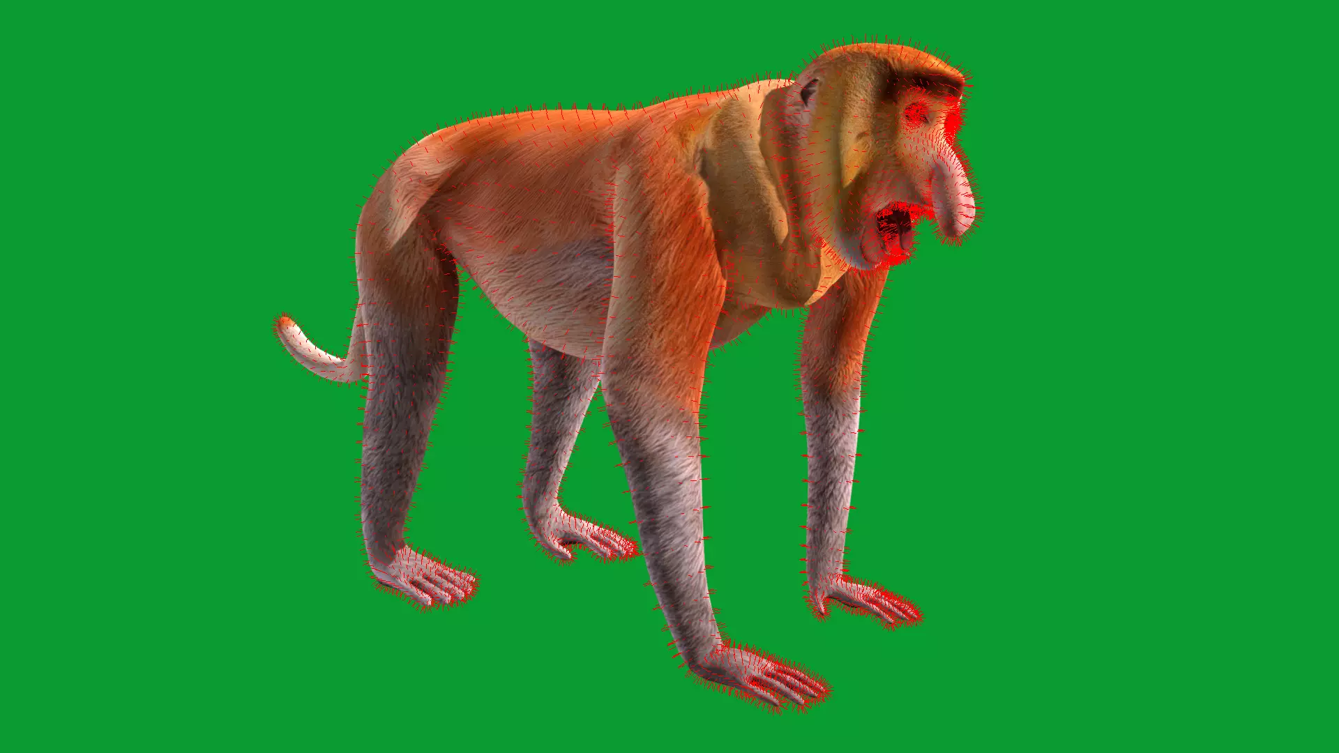 Proboscis Long Nosed Monkey Male Low-poly 3D model_29