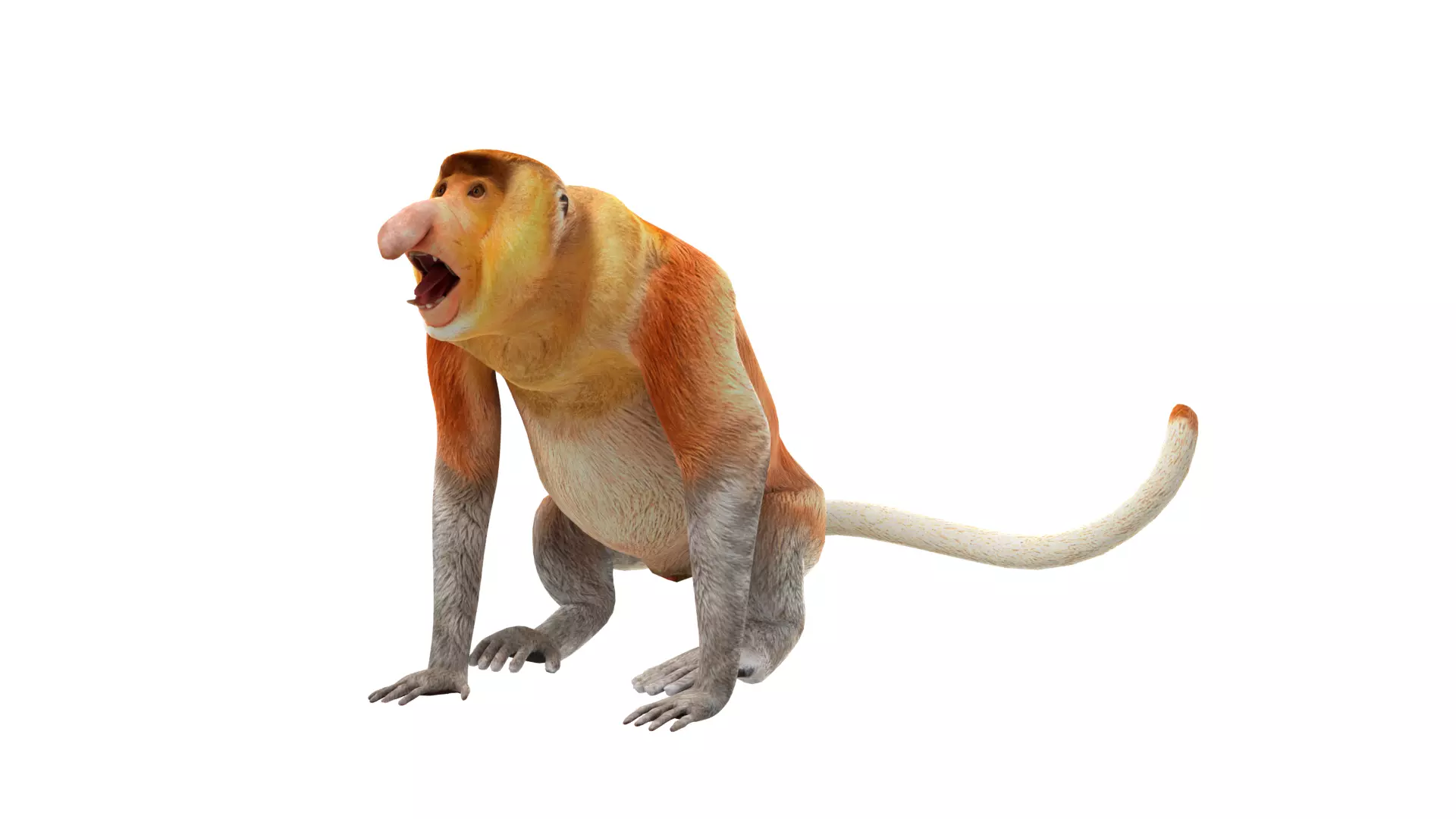 Proboscis Long Nosed Monkey Male Low-poly 3D model_45