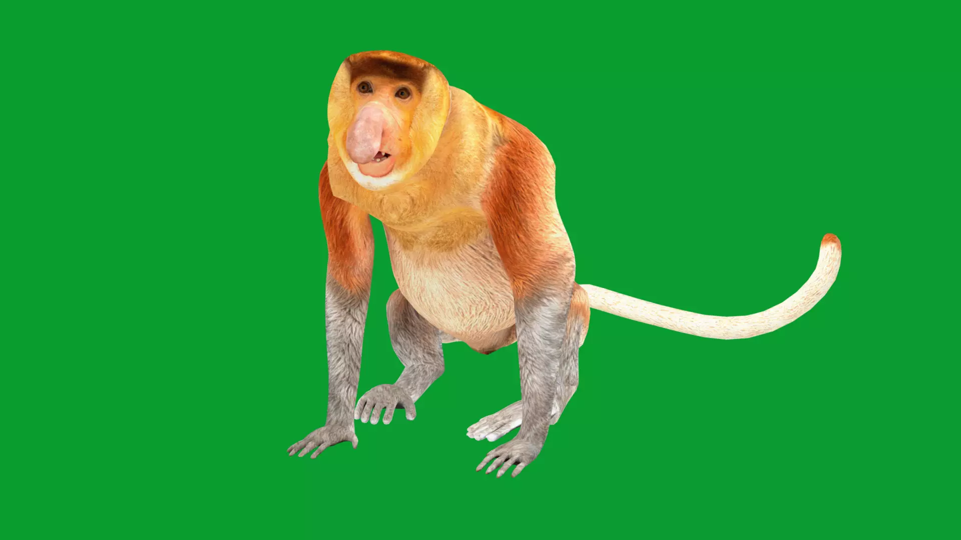 Proboscis Long Nosed Monkey Male Low-poly 3D model_19