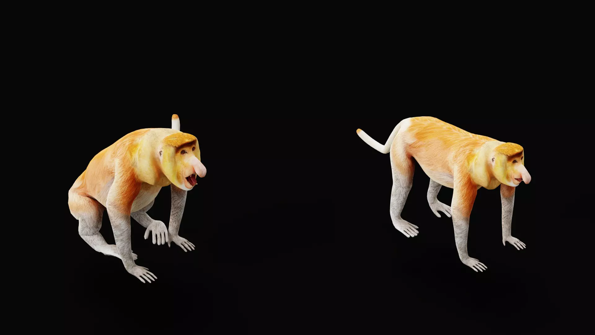 Proboscis Long Nosed Monkey Male Low-poly 3D model_36