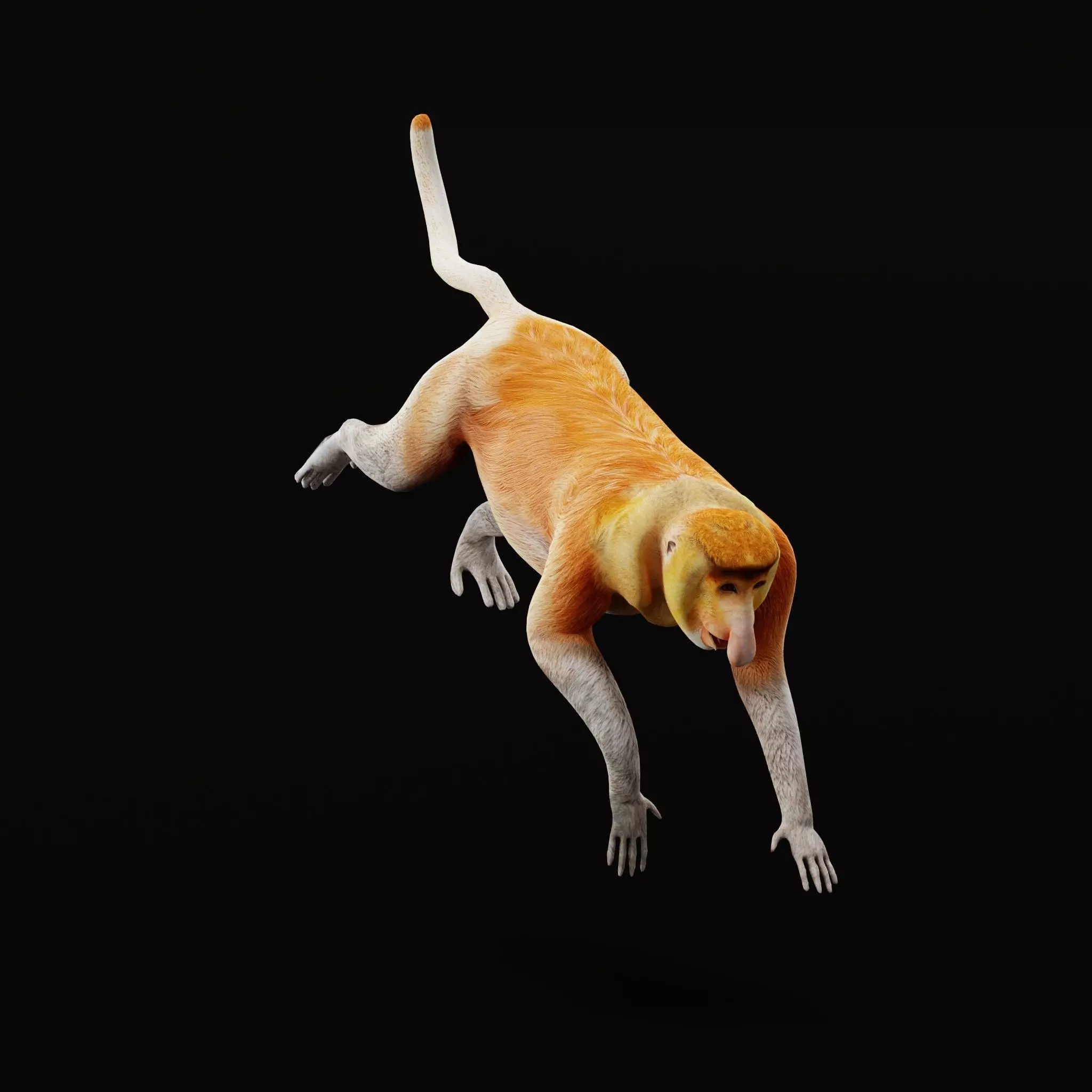 Proboscis Long Nosed Monkey Male Low-poly 3D model_61