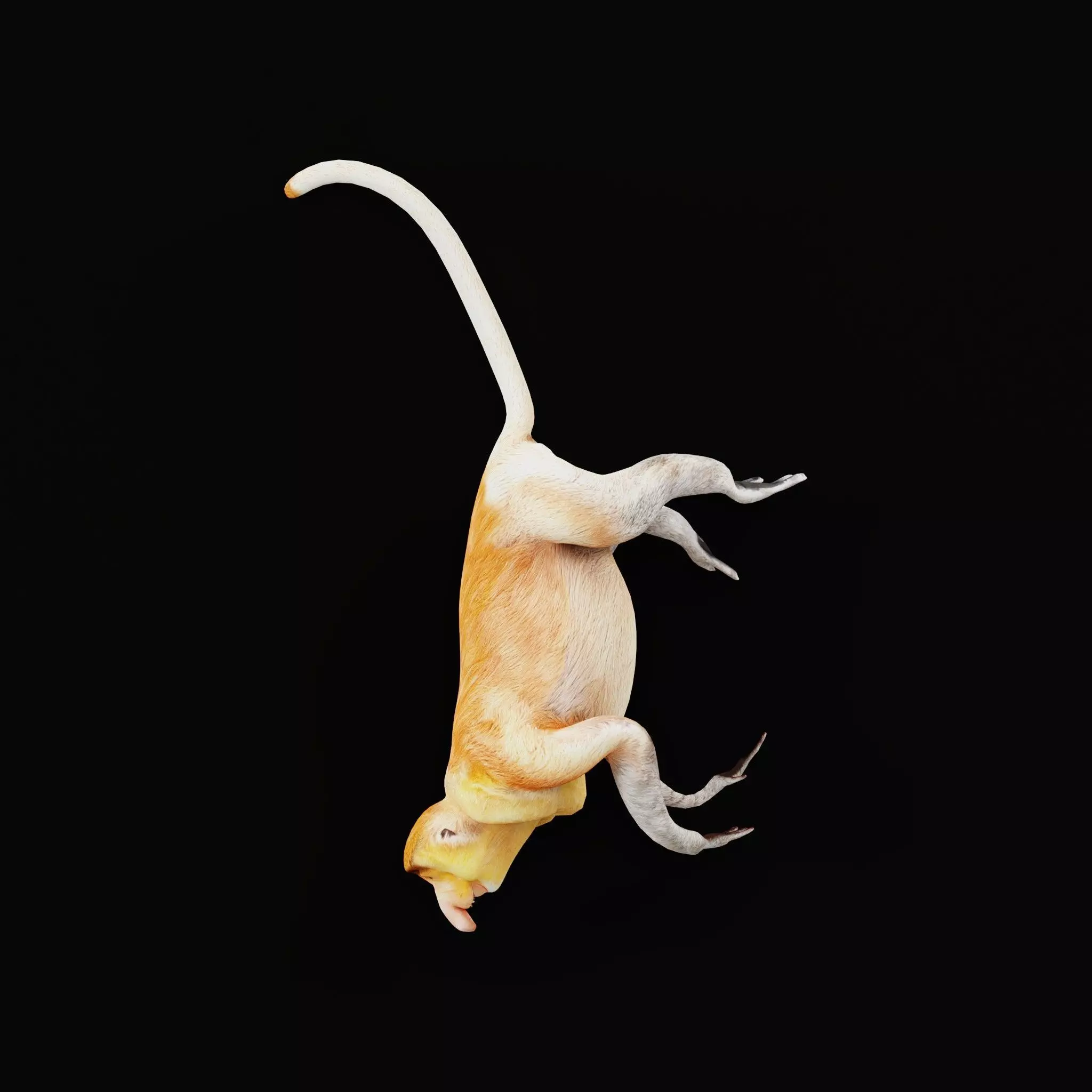 Proboscis Long Nosed Monkey Male Low-poly 3D model_67