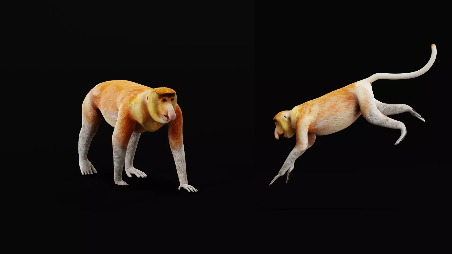 Proboscis Long Nosed Monkey Male Low-poly 3D model_41