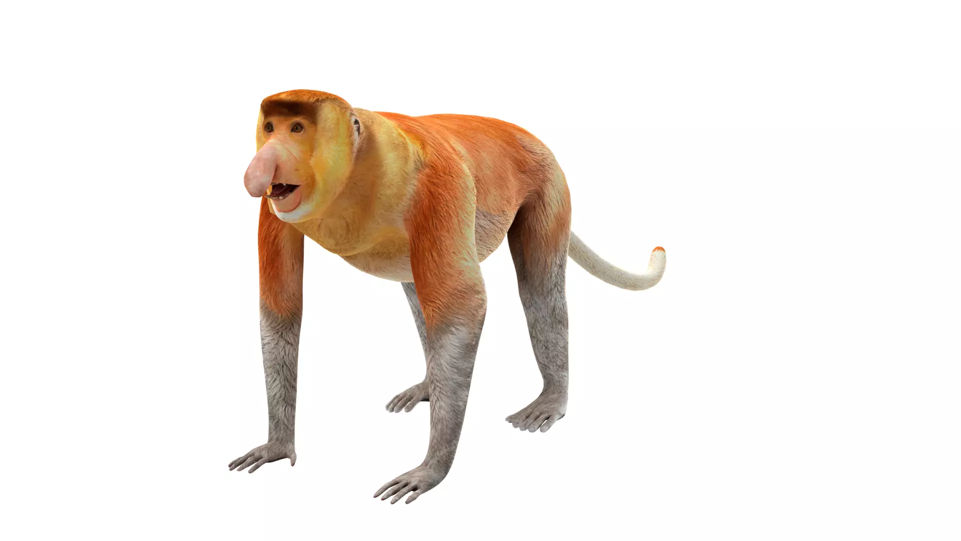 Proboscis Long Nosed Monkey Male Low-poly 3D model_47