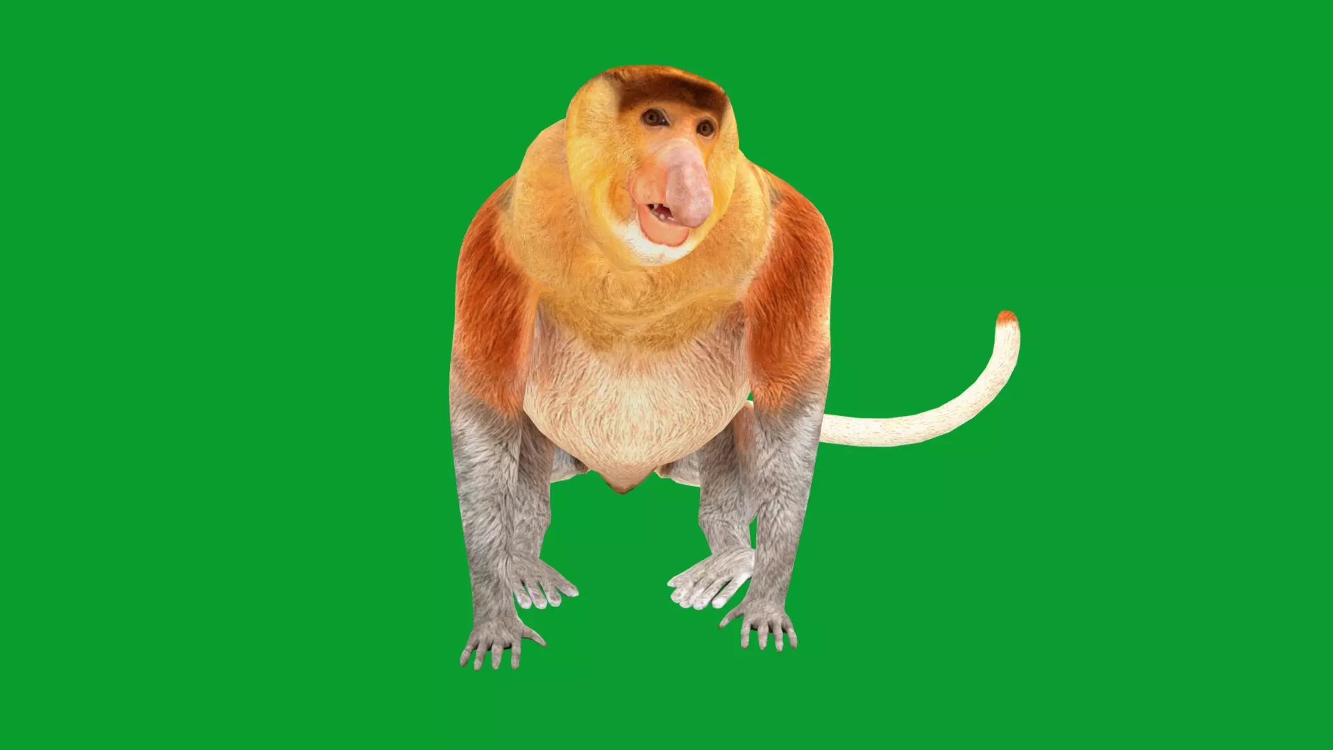 Proboscis Long Nosed Monkey Male Low-poly 3D model_9