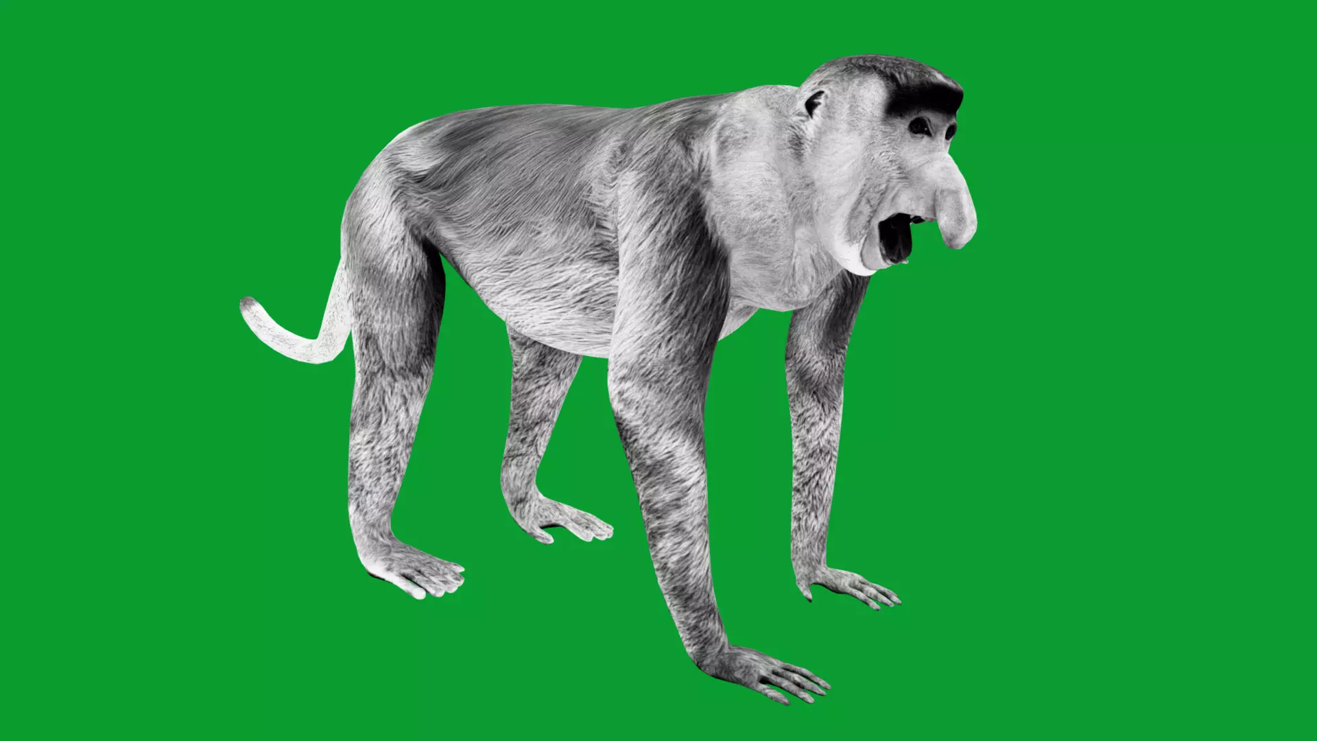 Proboscis Long Nosed Monkey Male Low-poly 3D model_21