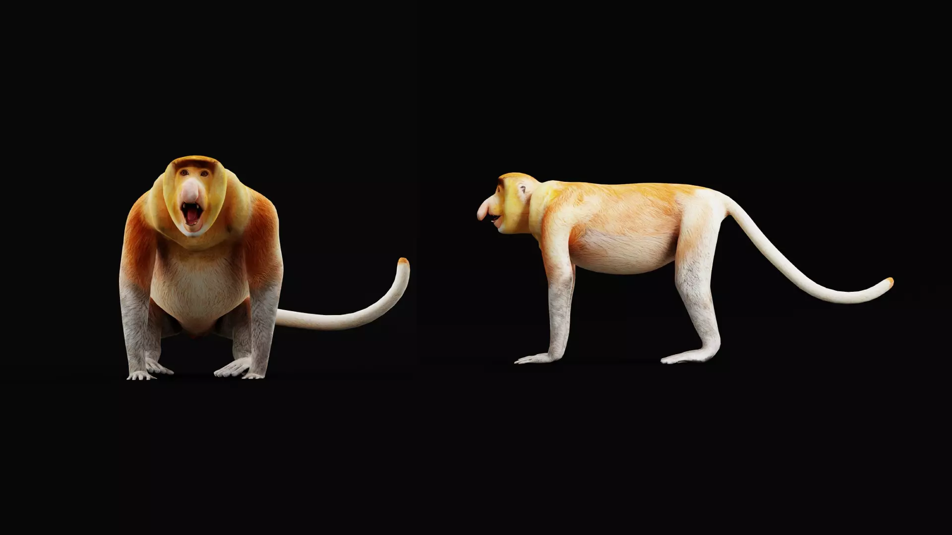 Proboscis Long Nosed Monkey Male Low-poly 3D model_40