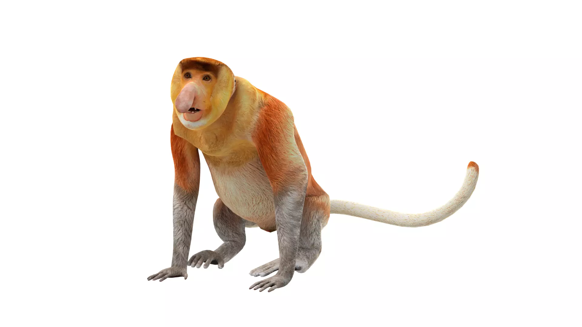 Proboscis Long Nosed Monkey Male Low-poly 3D model_46