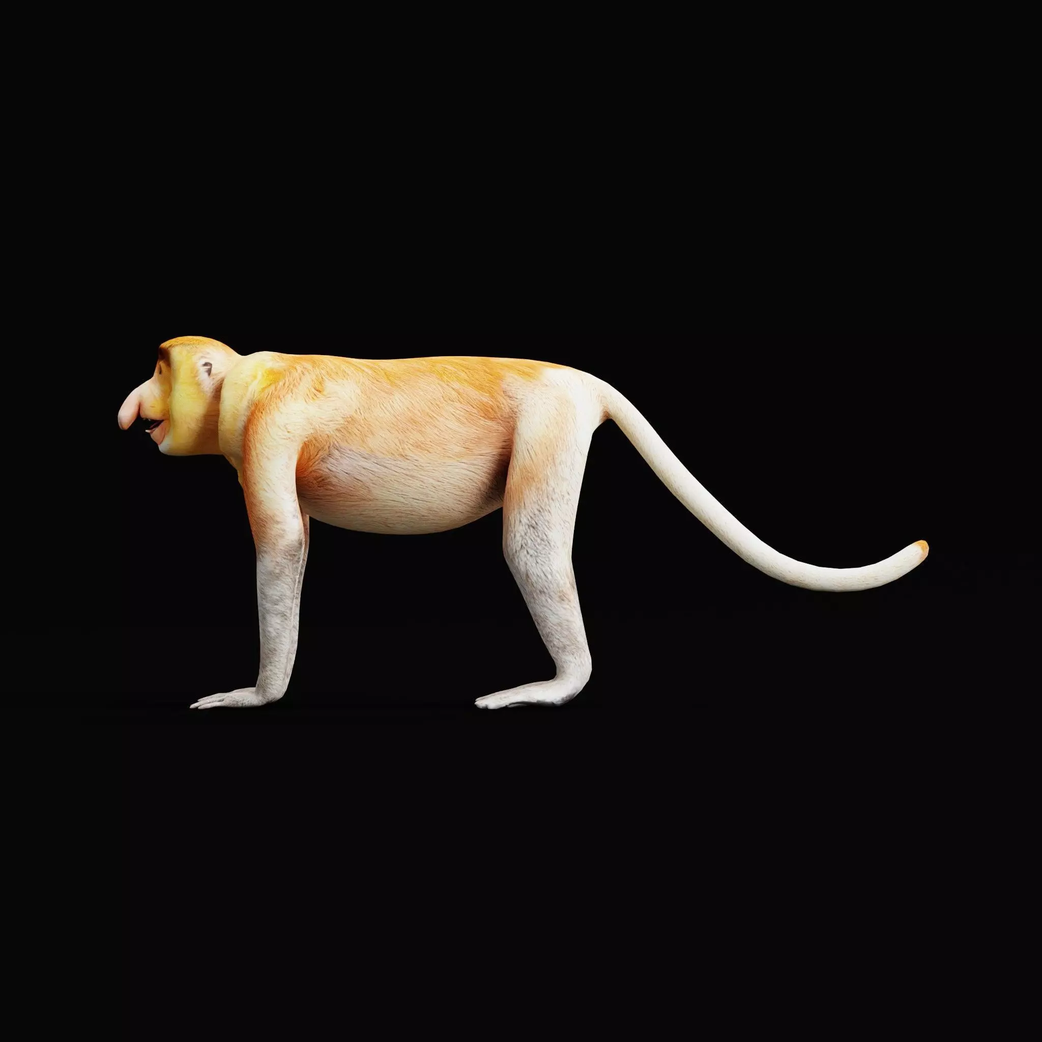 Proboscis Long Nosed Monkey Male Low-poly 3D model_53