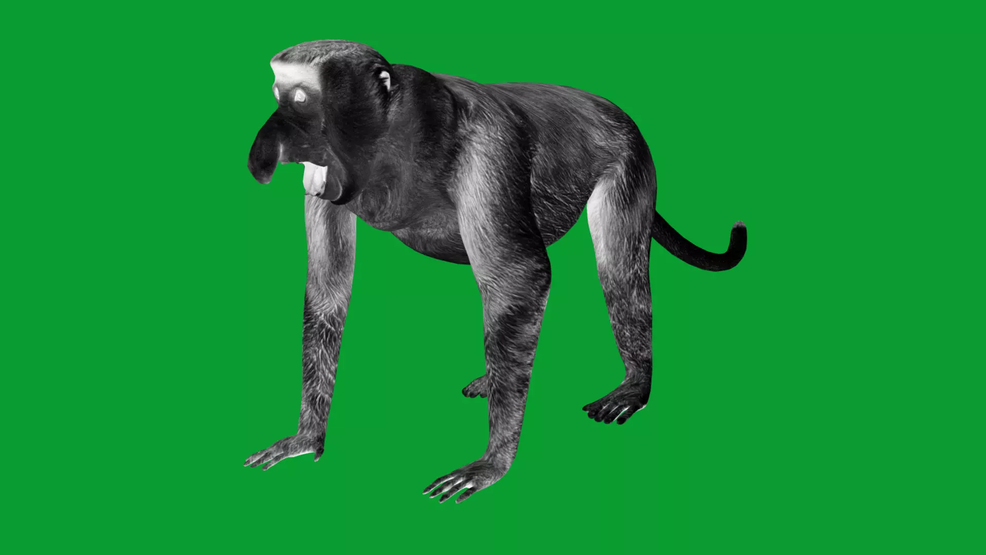 Proboscis Long Nosed Monkey Male Low-poly 3D model_17