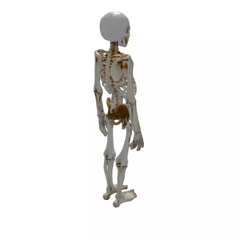 Realistic Human Skeleton 3D Model Low-poly 3D model_6