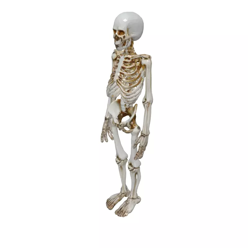 Realistic Human Skeleton 3D Model Low-poly 3D model_2