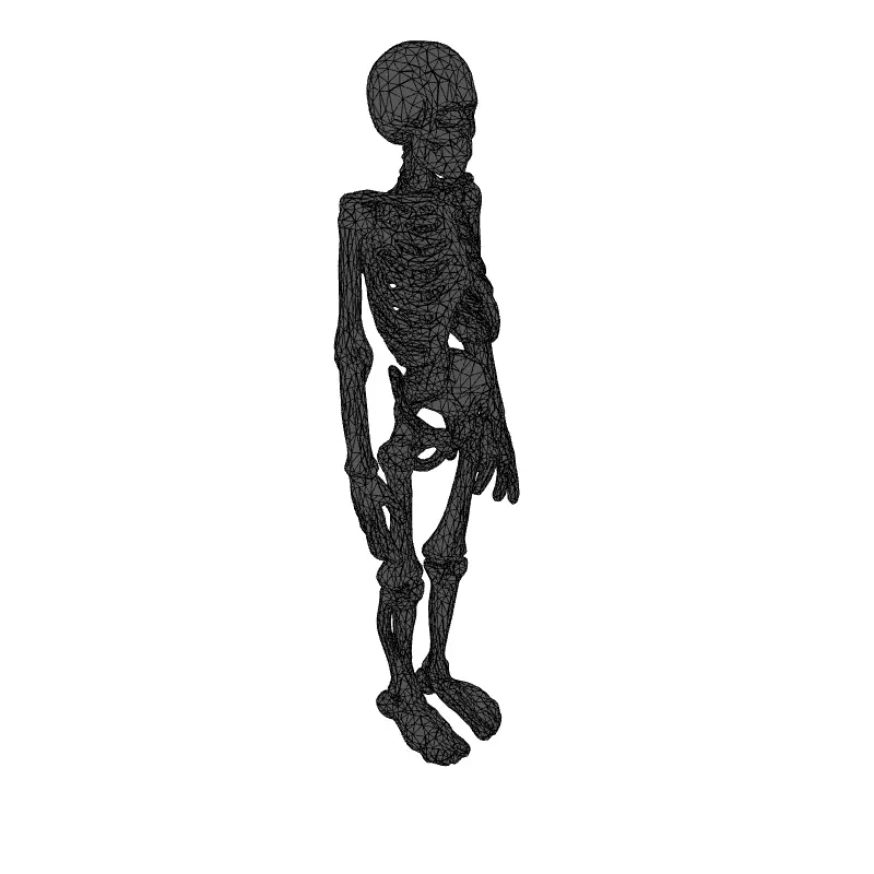 Realistic Human Skeleton 3D Model Low-poly 3D model_1