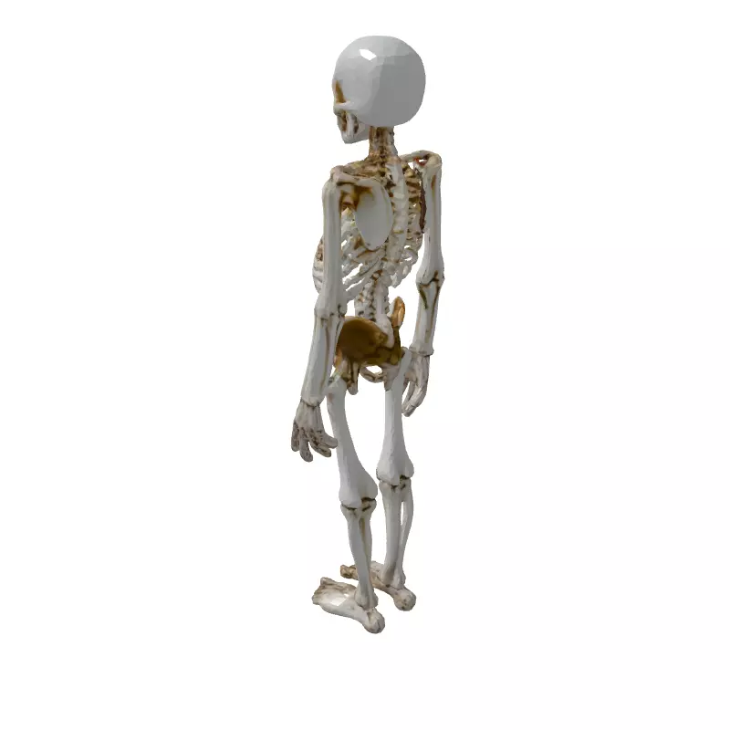 Realistic Human Skeleton 3D Model Low-poly 3D model_5