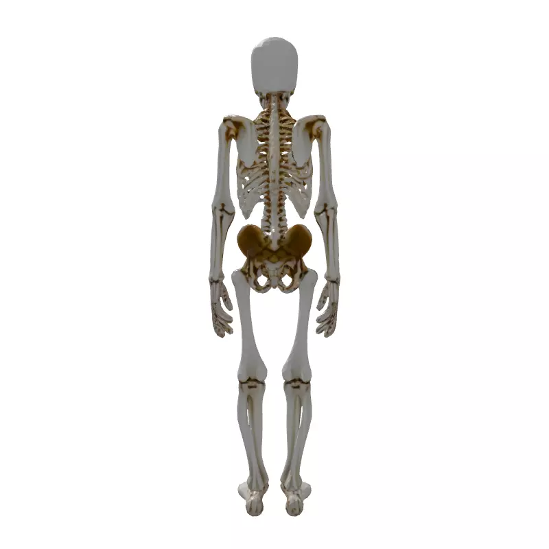 Realistic Human Skeleton 3D Model Low-poly 3D model_7