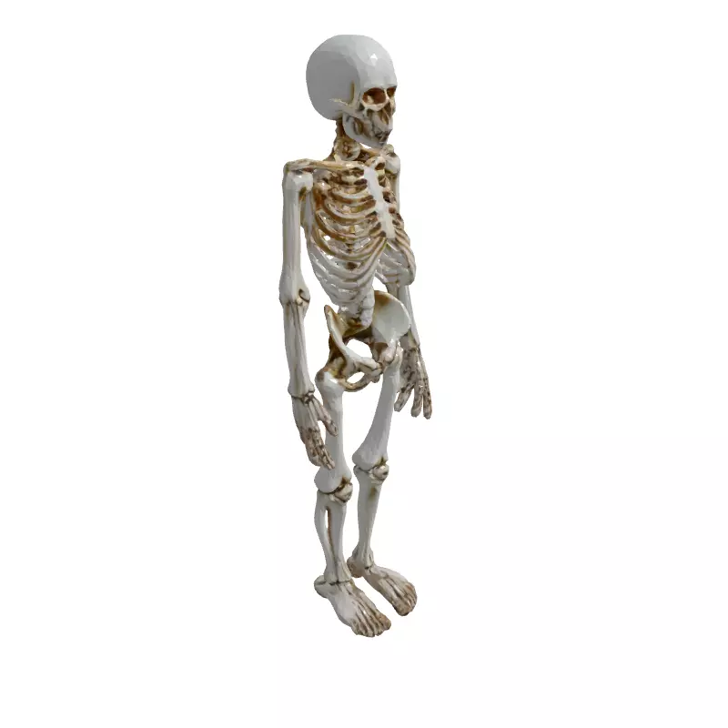 Realistic Human Skeleton 3D Model Low-poly 3D model_3