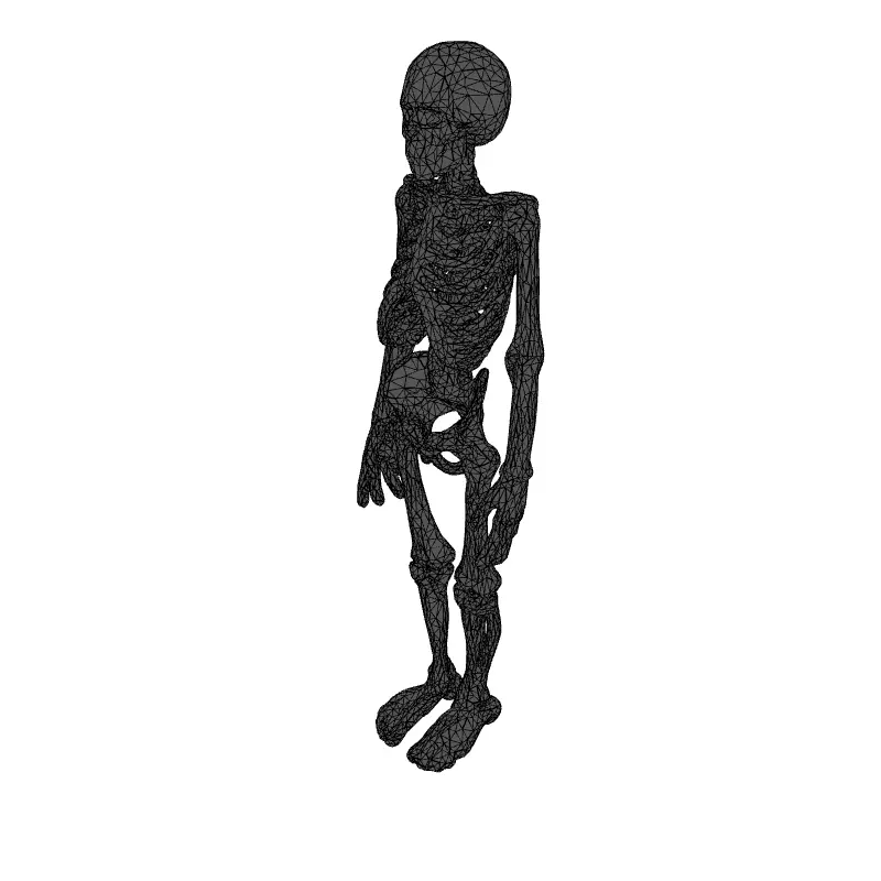 Realistic Human Skeleton 3D Model Low-poly 3D model_9