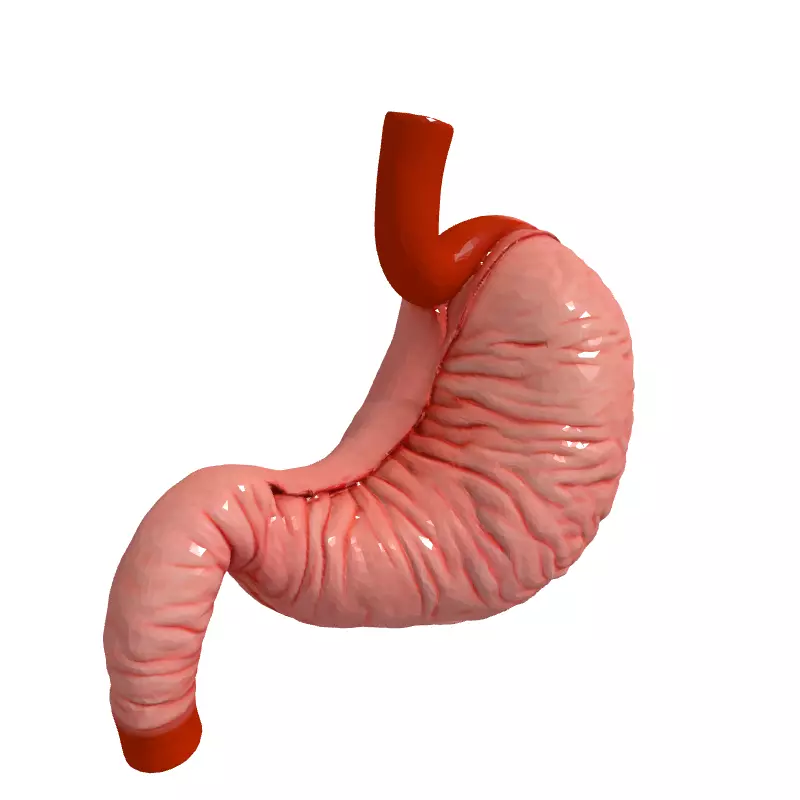 Realistic Human Stomach 3D Model Low-poly 3D model_3
