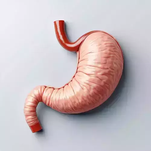 Realistic Human Stomach 3D Model Low-poly 3D model