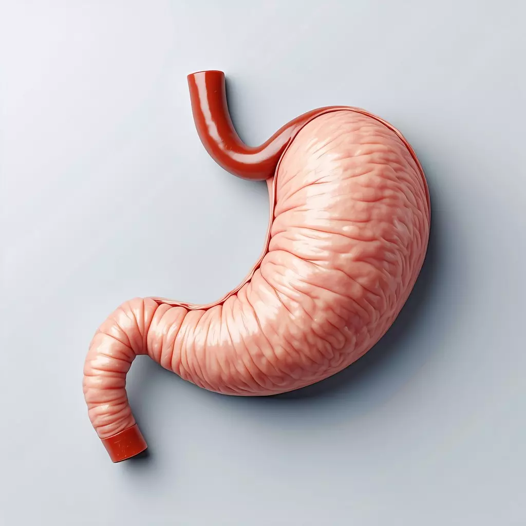 Realistic Human Stomach 3D Model Low-poly 3D model_0