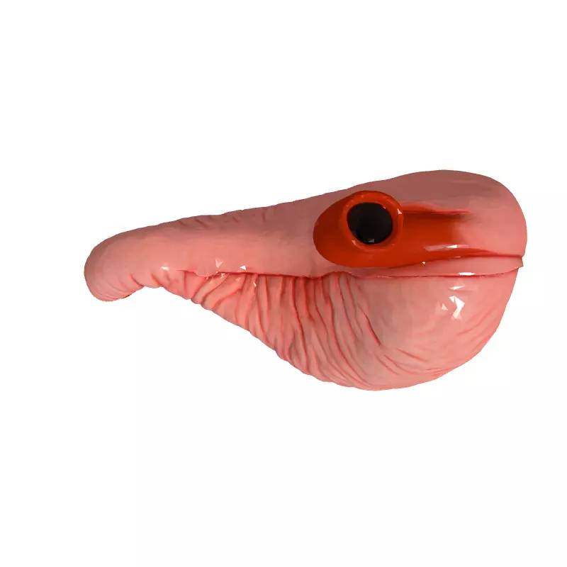 Realistic Human Stomach 3D Model Low-poly 3D model_8