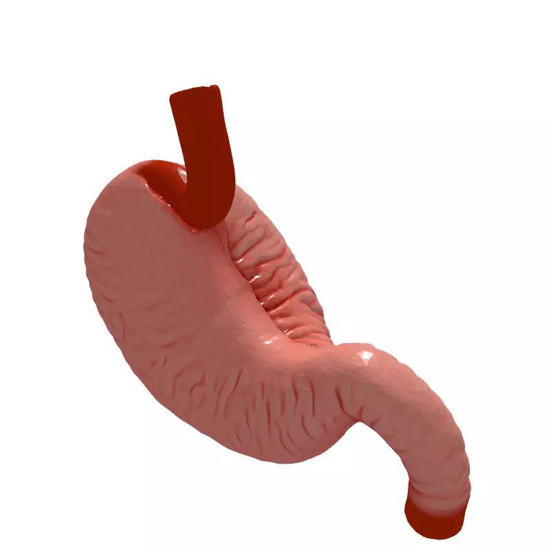 Realistic Human Stomach 3D Model Low-poly 3D model_6