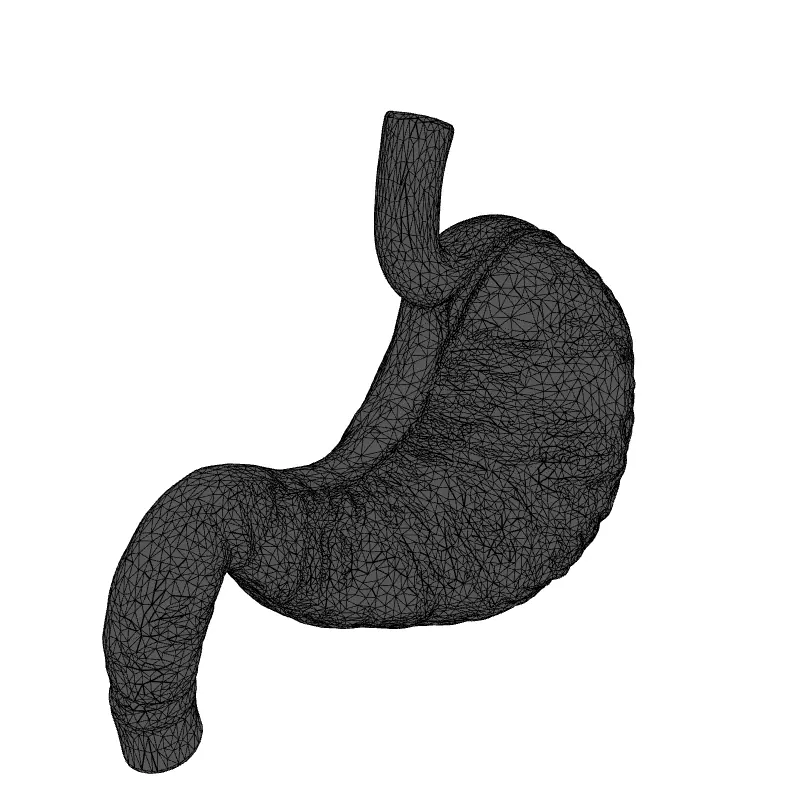Realistic Human Stomach 3D Model Low-poly 3D model_1