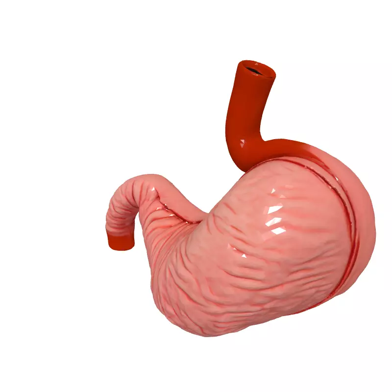 Realistic Human Stomach 3D Model Low-poly 3D model_2