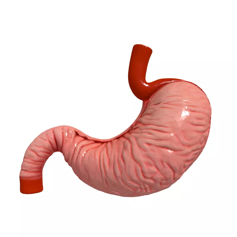 Realistic Human Stomach 3D Model Low-poly 3D model_4