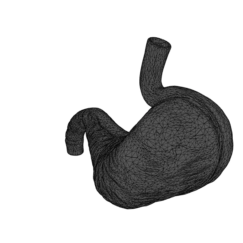 Realistic Human Stomach 3D Model Low-poly 3D model_9