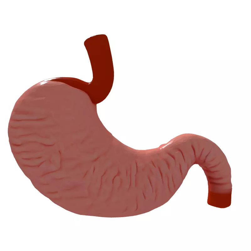 Realistic Human Stomach 3D Model Low-poly 3D model_7