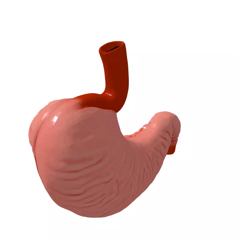 Realistic Human Stomach 3D Model Low-poly 3D model_5