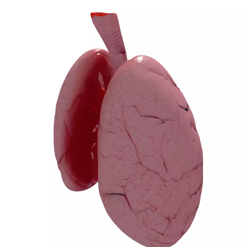 Realistic Human Lungs 3D Model Low-poly 3D model_6