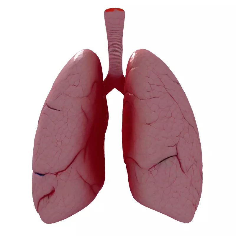 Realistic Human Lungs 3D Model Low-poly 3D model_7