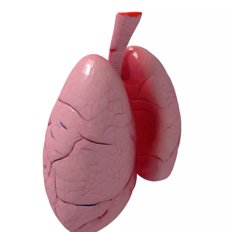 Realistic Human Lungs 3D Model Low-poly 3D model_5