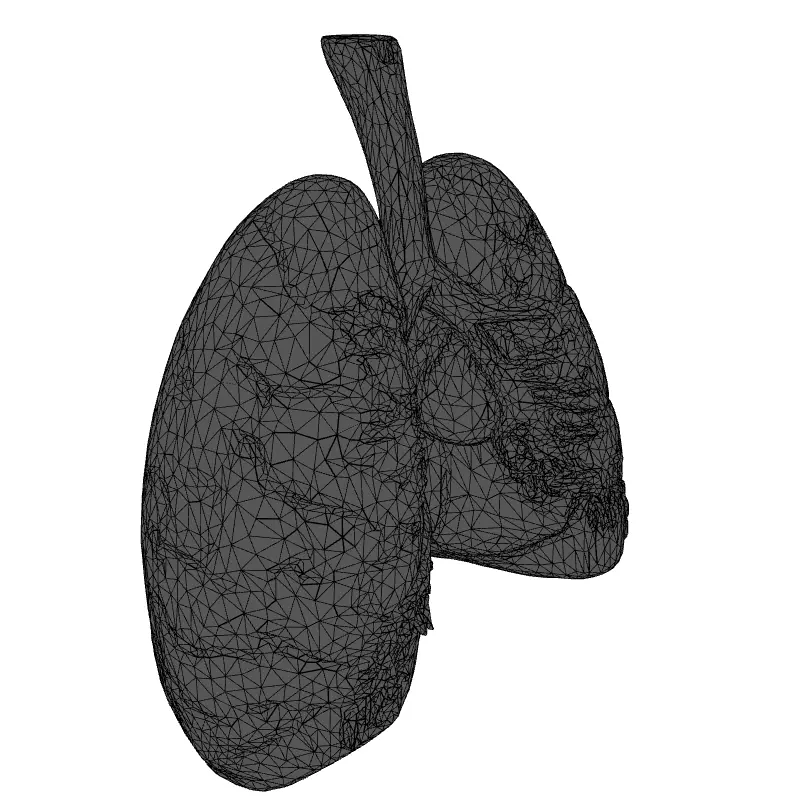Realistic Human Lungs 3D Model Low-poly 3D model_1