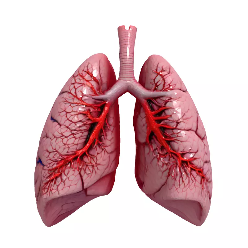 Realistic Human Lungs 3D Model Low-poly 3D model_4