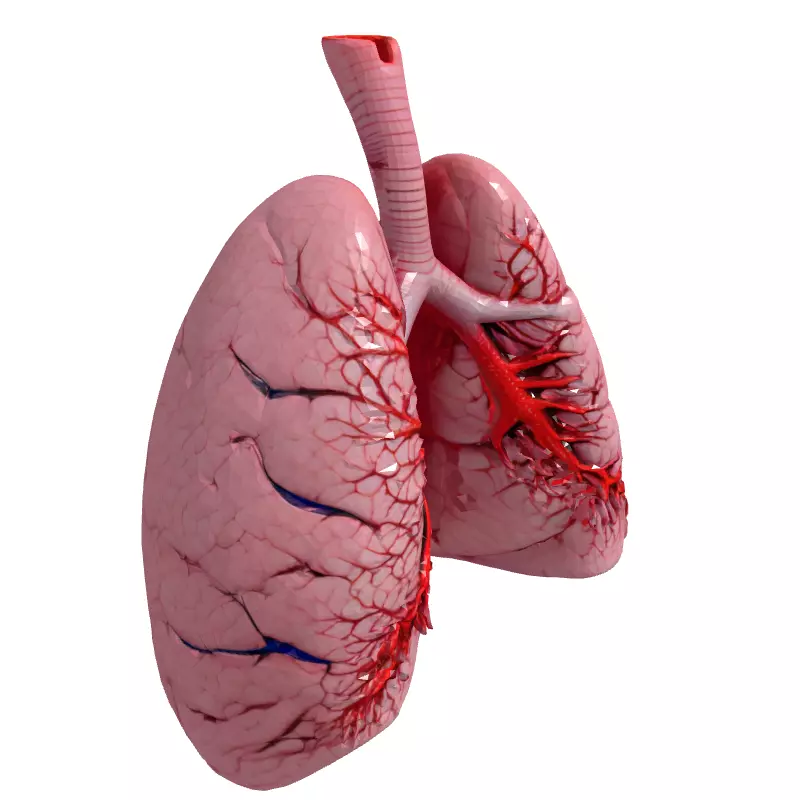 Realistic Human Lungs 3D Model Low-poly 3D model_3