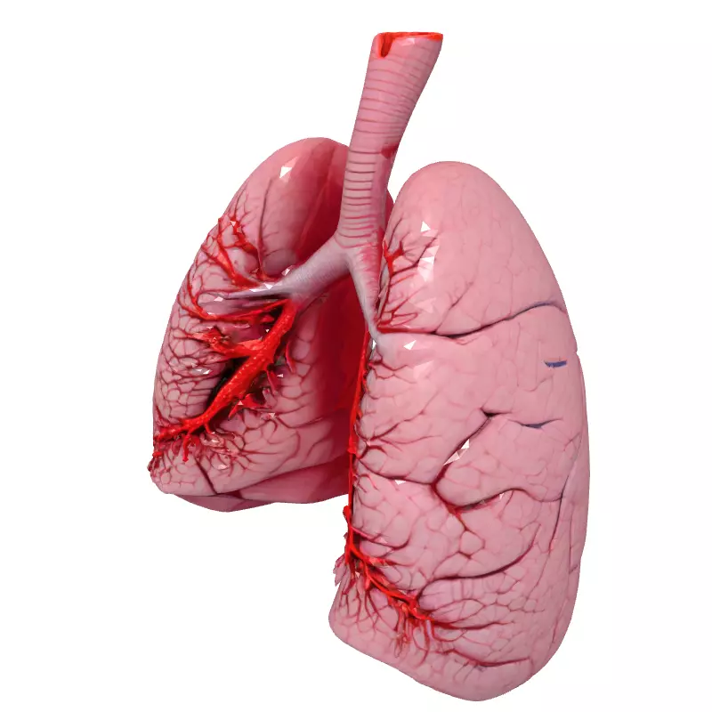 Realistic Human Lungs 3D Model Low-poly 3D model_2