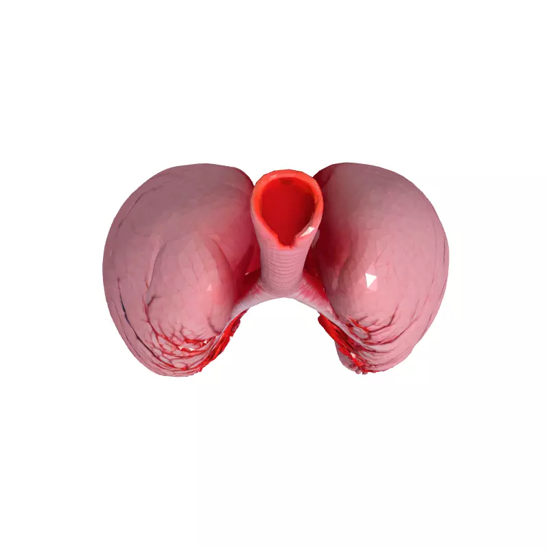 Realistic Human Lungs 3D Model Low-poly 3D model_8