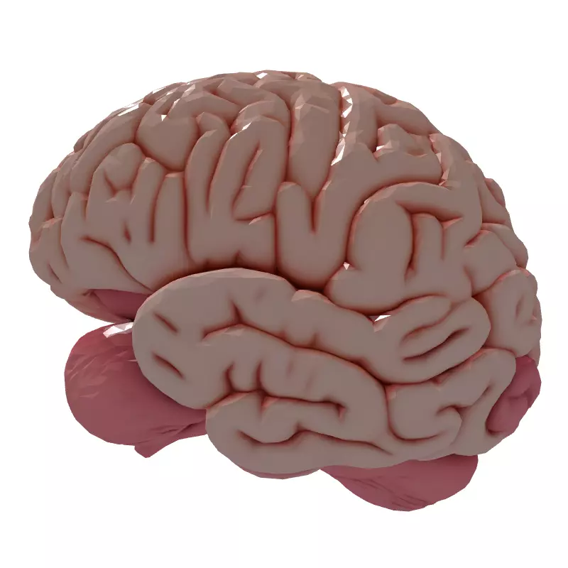 Realistic Human Brain 3D Model Low-poly 3D model_7