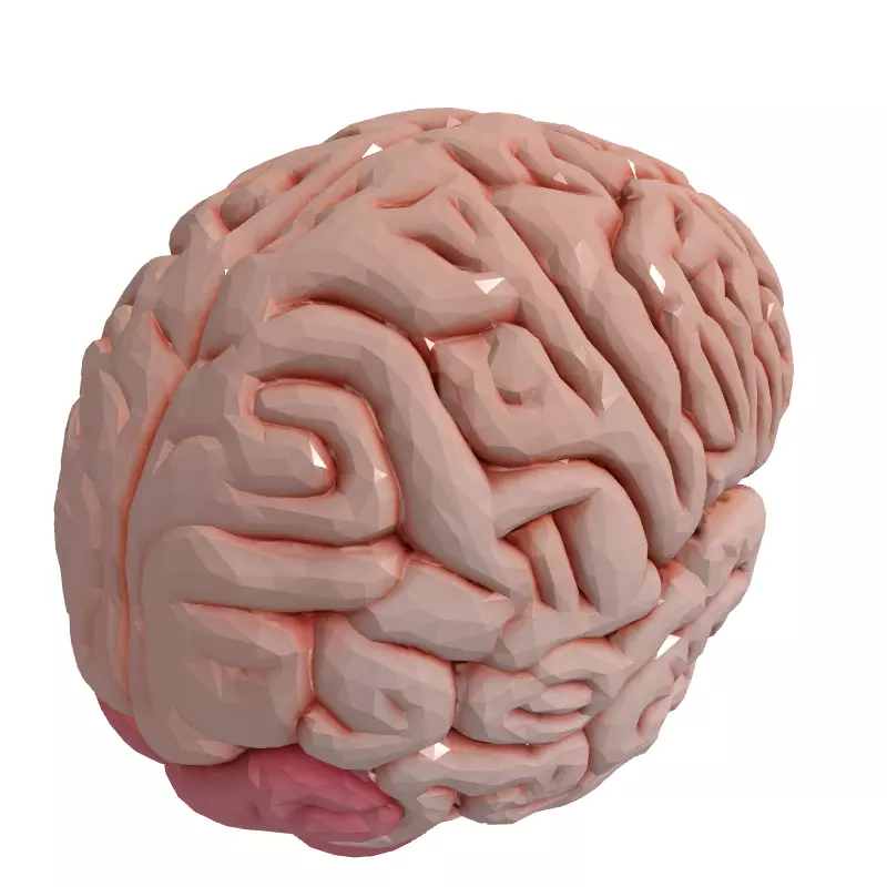 Realistic Human Brain 3D Model Low-poly 3D model_3