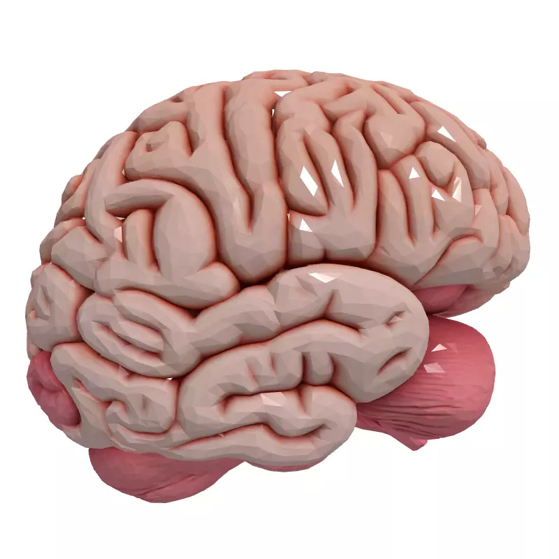 Realistic Human Brain 3D Model Low-poly 3D model_4