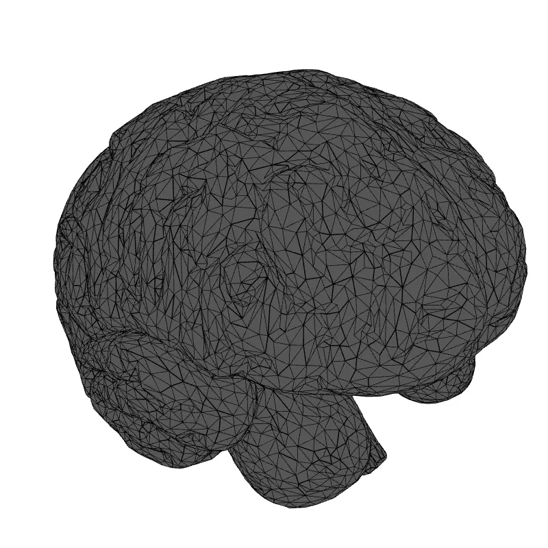 Realistic Human Brain 3D Model Low-poly 3D model_9