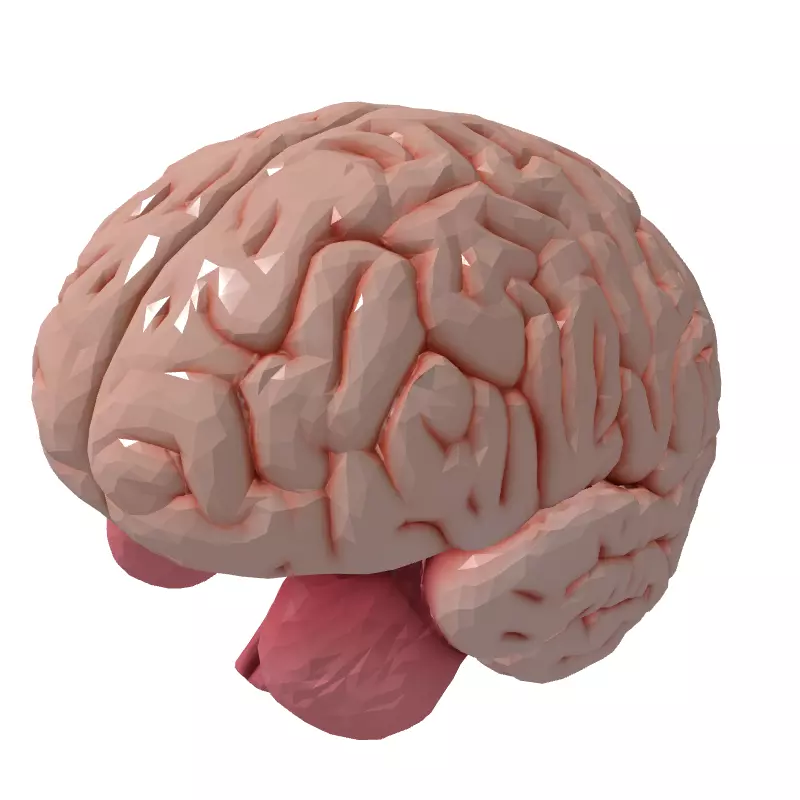Realistic Human Brain 3D Model Low-poly 3D model_5