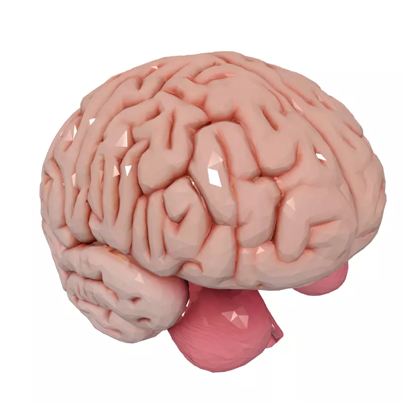 Realistic Human Brain 3D Model Low-poly 3D model_2