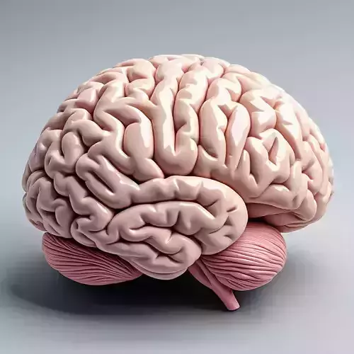 Realistic Human Brain 3D Model Low-poly 3D model