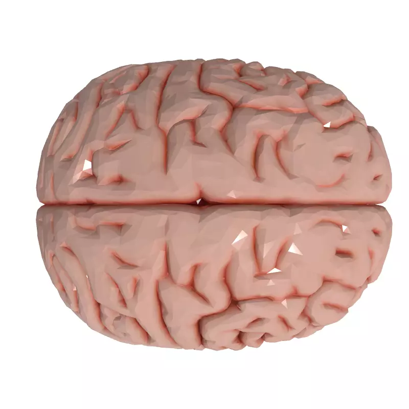 Realistic Human Brain 3D Model Low-poly 3D model_8